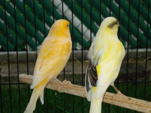 low prices on all canaries now