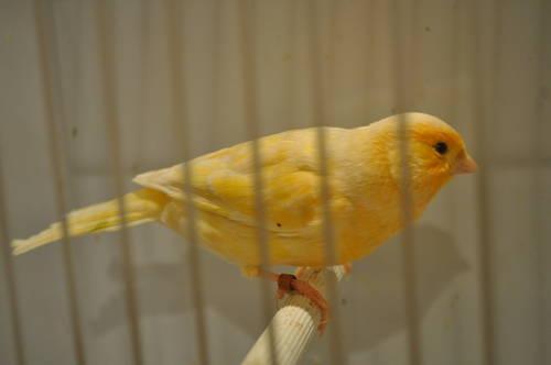 low prices on canaries