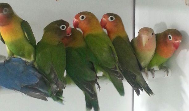 Low prices on lovebirds