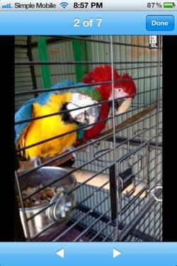 MACAW BREEDING PAIR, MALE GREEN WINGS & FEMALE BLUE AND GOLD