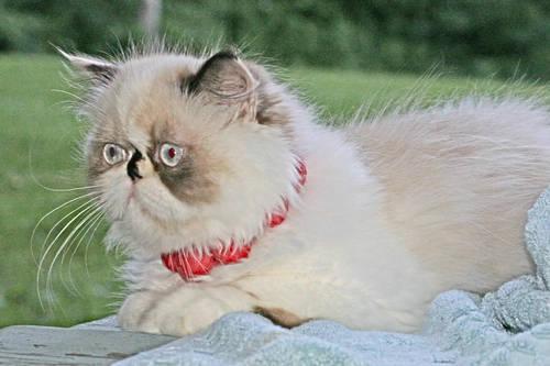 Magnificent Blue-cream Point Himalayan Persian, 10 mos, Spayed