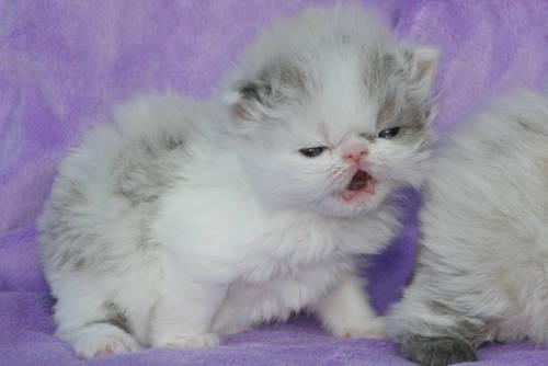 Magnificent Blue-eyed Blue-point with White, Persian Himalayan female