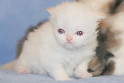 Magnificent Blue-eyed Flame-point, Persian Himalayan Male