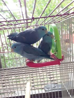 Magnificent Handfed Young Blue Split Parrots! WoW!