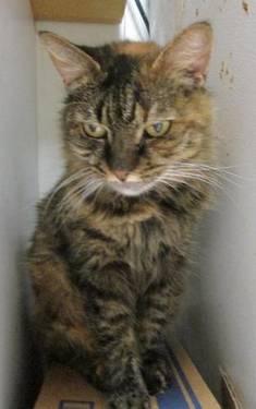 Maine Coon - Anabella - Large - Adult - Female - Cat
