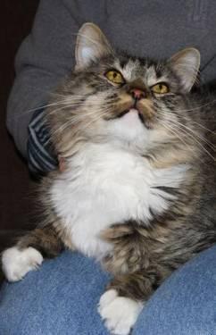 Maine Coon - Butterbean - Large - Adult - Female - Cat