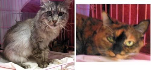 Maine Coon - Donatella & Peaches - Medium - Adult - Female - Cat
