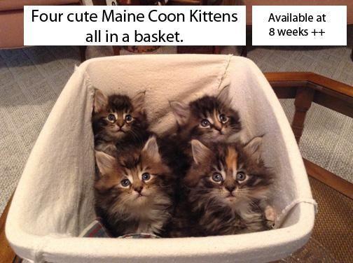Maine Coon Kittens from Momma 
