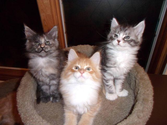 Maine coon kittens - males & female
