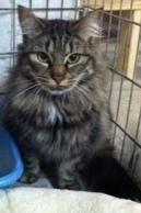 Maine Coon - Olive - Large - Adult - Female - Cat
