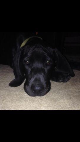 Majestic hound black puppy
