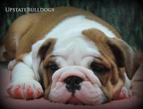 Male-English Bulldog Gordo-