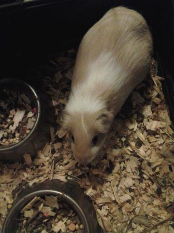 male and female guinea pigs in need of a loving forever homr