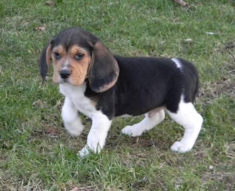 Male Beagle Puppy (Last one Left)