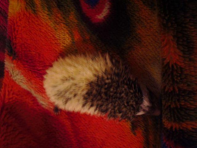 Male black pinto baby hedgehog