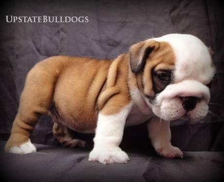 Male Bulldog~Nelly Available--