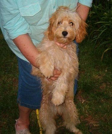 Male Cavapoo Puppy, 7 months old