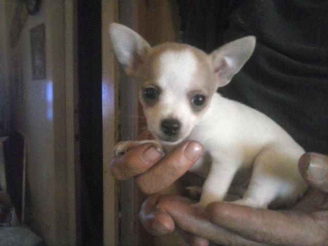 Male Chihuahua!
