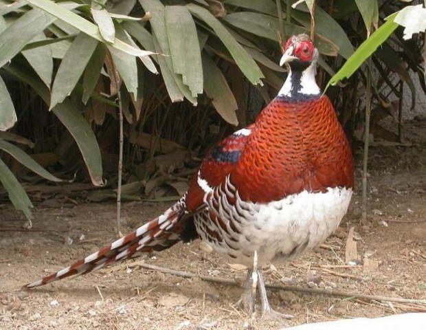 Male Elliot Pheasant