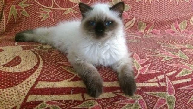 Male Himalayan kitten - 3 Months Old