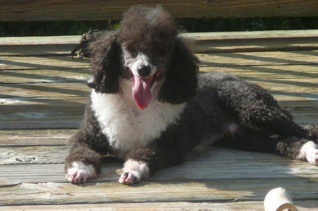 Male Mini Poodle ( See his new pictures)