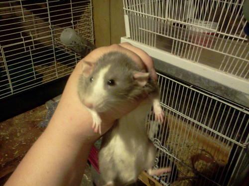 Male Rat up for Adoption!