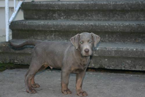 Male Silver Lab Puppy for Sale 9wks old