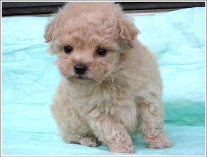 Male Toy Poodle Wanted