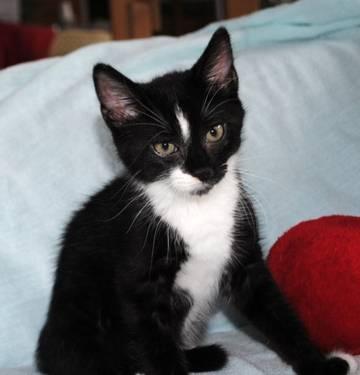 Male Tuxedo Sphynx Kitten for Sale