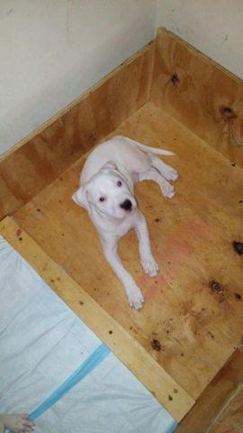 Male White blue nose pit bull in brooklyn $450