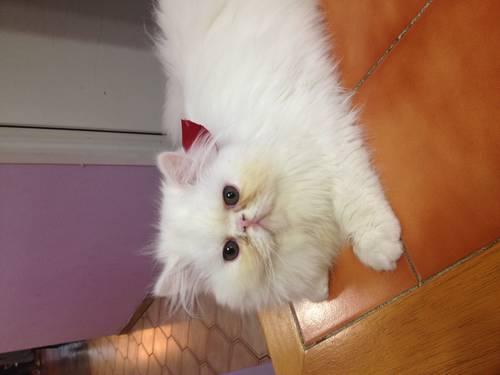 Male White persian kitten for sale
