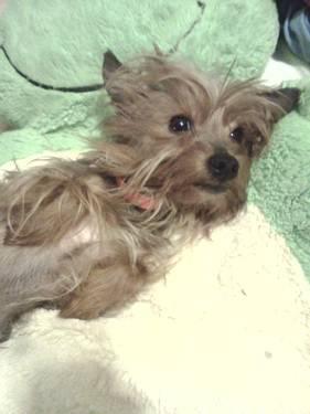 Male Yorkie Price Reduced