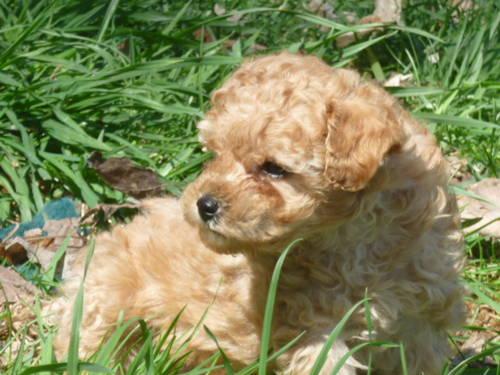 MALTESE-POODLE PUPPIES
