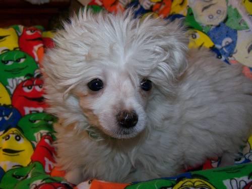 Maltese/Bichon puppies -4 months old