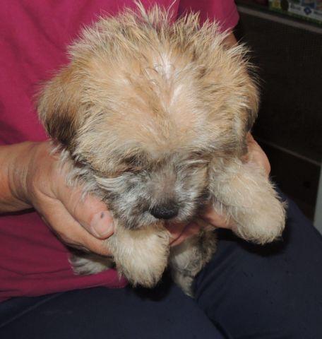 maltese chihuahua baby puppy girl will be tiny