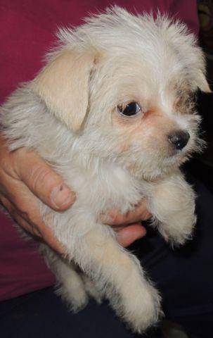maltese chihuahua malt-chi baby boy puppy
