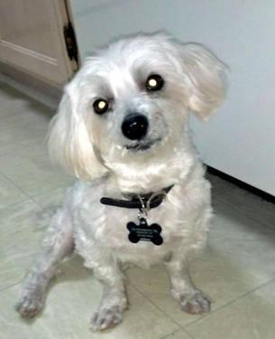 Maltese - Jasper - Small - Senior - Male - Dog