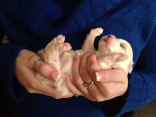 Maltese Puppies - Born January 20th - AKC