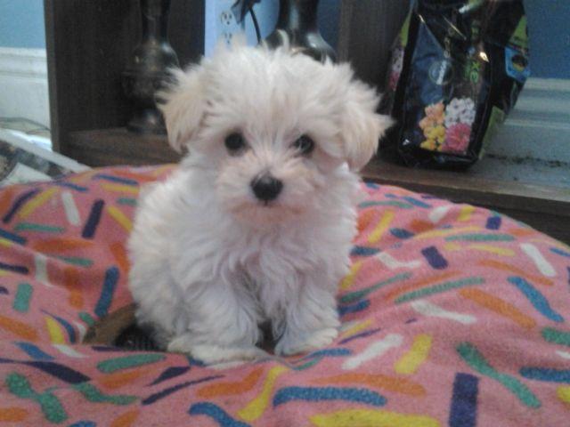 malti-poo's. 8 wks old, just adoreable!!
