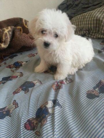 Maltipoo puppies only 8 weeks old