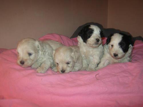 Maltipoo puppies ready July 5th
