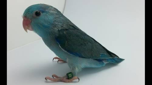 MANY RARE HAND FED PARROTLETS AVAILABLE VARIOUS MUTATIONS