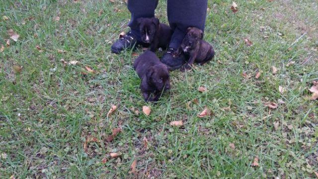 Mastiff puppies( 4 different mastiffs in one)