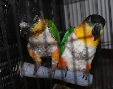 Mature Black Headed Caique- Make an offer!!-NY