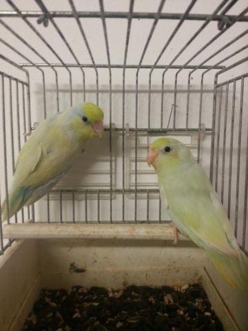 matured ready to breed parrotlets