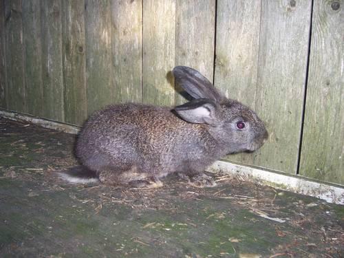 meat rabbits flemish giant sired