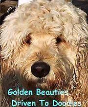 Medium Goldendoodle puppy 10 weeks old ready now