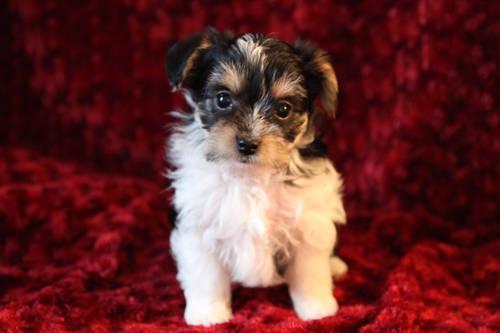 Meet WILLY WONKA! Biewer Yorkshire Terrier Male ready for his home!