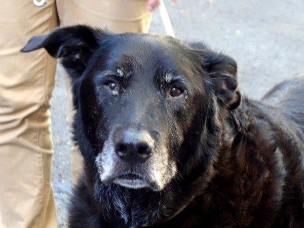 Mellow friendly lab/shep Jigga in dangr@NYC kill sheltr-veterans dog