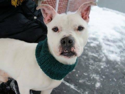 Mellow loving amstaff Lucky in danger@NYC kill shelter